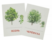 Раздаточные карточки "Деревья и кустарники" - «globural.ru» - Краснодар