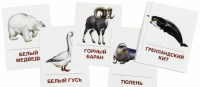 Раздаточные карточки "Животные холодных широт" - «globural.ru» - Краснодар