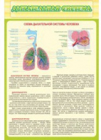 Стенд "Дыхательная система" - «globural.ru» - Краснодар