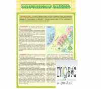 Стенд "Биосинтез белка" - «globural.ru» - Краснодар