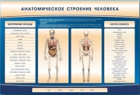 Электрифицированный стенд-тренажер c макетом скелета "Анатомическое строение человека" - «globural.ru» - Краснодар