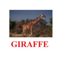 "Wild Animals-1" ("Дикие животные-1") английские карточки Домана - «globural.ru» - Краснодар
