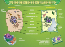 Стенд "Строение животной и растительной клеток" - «globural.ru» - Краснодар