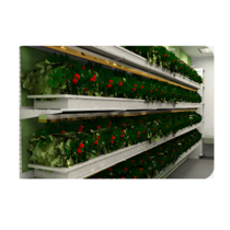 Стеллаж для выращивания клубники "Стена" - «globural.ru» - Краснодар