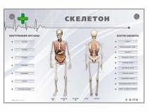 Электрифицированный стенд-тренажер "Скелетон" - «globural.ru» - Краснодар