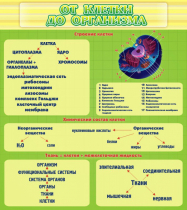 Стенд "От клетки до организма" - «globural.ru» - Краснодар