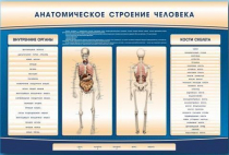 Электрифицированный стенд-тренажер c макетом скелета "Анатомическое строение человека" - «globural.ru» - Краснодар