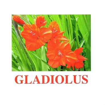 "Flowers-1" ("Цветы-1") английские карточки Домана - «globural.ru» - Краснодар