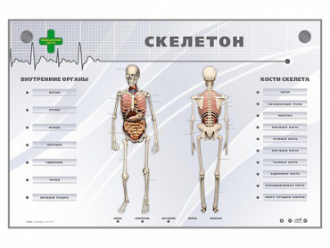 Электрифицированный стенд-тренажер "Скелетон" - «globural.ru» - Краснодар