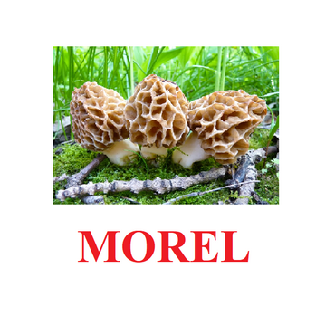 "Mushrooms" ("Грибы") английские карточки Домана - «globural.ru» - Краснодар