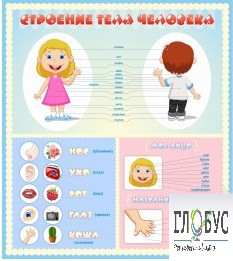 Стенд "Строение человека" для детей - «globural.ru» - Краснодар