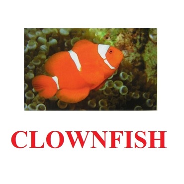 "Fish" ("Рыбы") английские карточки Домана - «globural.ru» - Краснодар